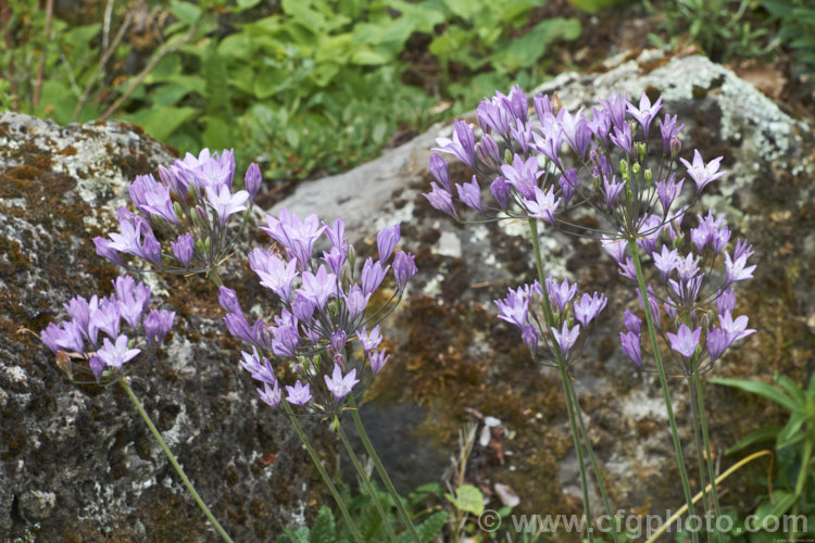 Ithuriel's Spear, Grassnut or Triplet. Lily (<i>Triteleia laxa [syn. Brodiaea laxa]), a western North American summer-flowering corm with wiry flower stems topped with large heads of mauve to purple-blue flowers. The corms are said to be edible. triteleia-2025htm'>Triteleia.