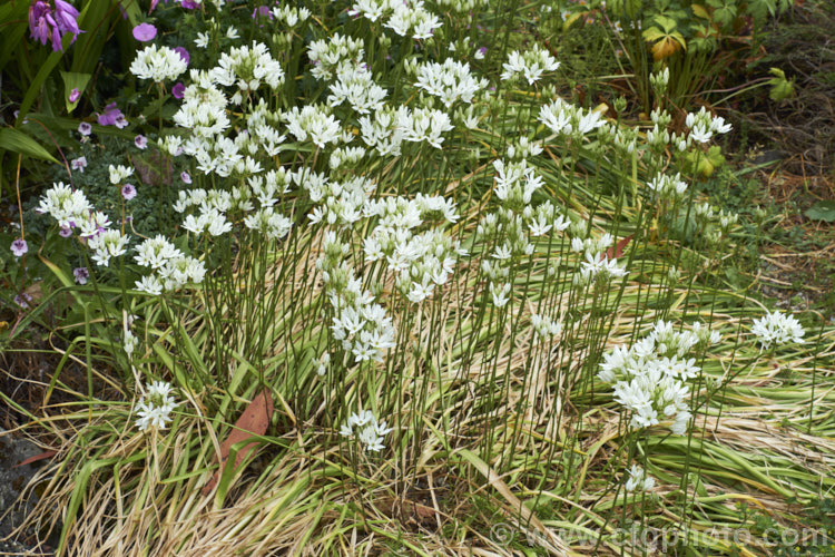 White Brodiaea, White Tripletlily or Fool's Onion (<i>Triteleia hyacinthina</i>), a late spring- to early summer-flowering bulb native to western North America. By the time the flowers are fully open, the foliage is usually drying off. triteleia-2025htm'>Triteleia.