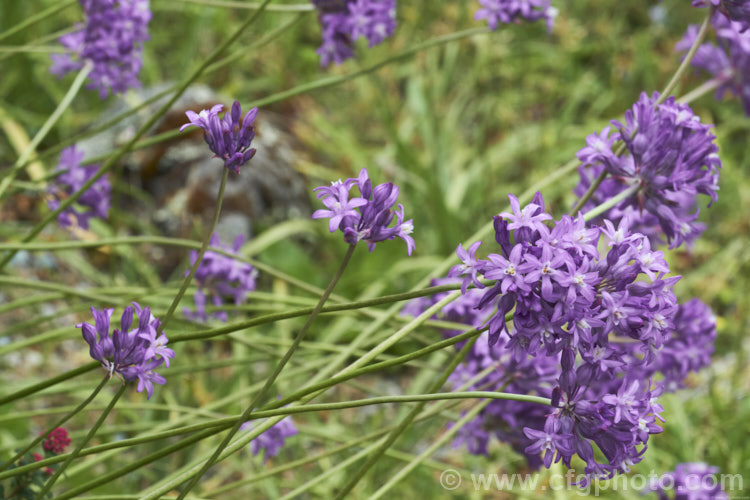 Brodiaea californica, a late spring- to early summer-flowering bulb found from northern California to Oregon. The flower colour ranges from white to light purple. brodiaea-3465htm'>Brodiaea.