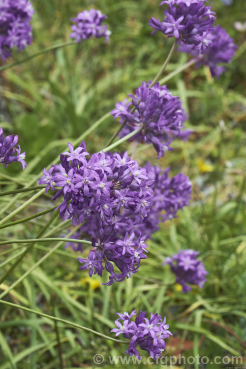 Brodiaea californica, a late spring- to early summer-flowering bulb found from northern California to Oregon. The flower colour ranges from white to light purple. brodiaea-3465htm'>Brodiaea.