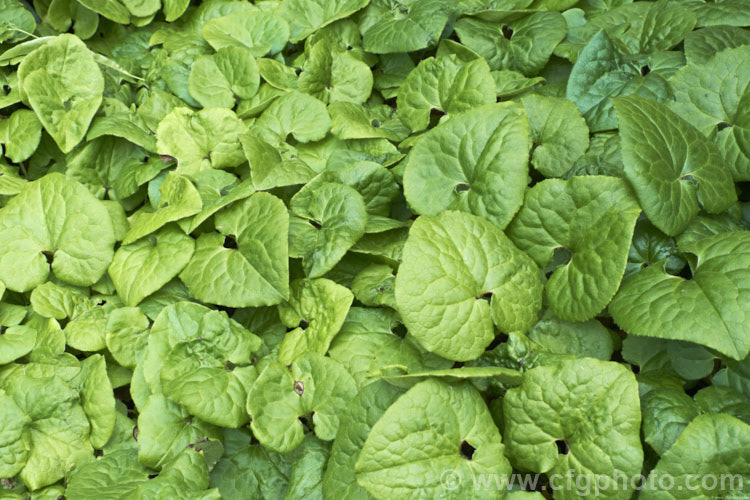 Wild Ginger (<i>Asarum caudatum</i>), an evergreen spring-flowering perennial native to the wetter forested regions of western North America, where it is found from British Columbia to California. The plant spreads by rhizomes to form a dense clump and its foliage has a strong ginger aroma when crushed. The small red-brown flowers are usually hidden under the foliage. asarum-3549htm'>Asarum. <a href='aristolochiaceae-plant-family-photoshtml'>Aristolochiaceae</a>.