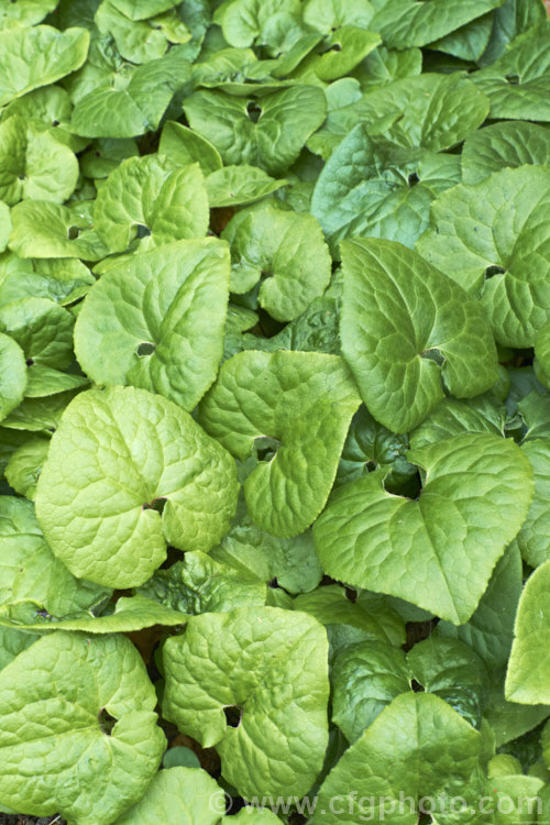 Wild Ginger (<i>Asarum caudatum</i>), an evergreen spring-flowering perennial native to the wetter forested regions of western North America, where it is found from British Columbia to California. The plant spreads by rhizomes to form a dense clump and its foliage has a strong ginger aroma when crushed. The small red-brown flowers are usually hidden under the foliage. asarum-3549htm'>Asarum. <a href='aristolochiaceae-plant-family-photoshtml'>Aristolochiaceae</a>.