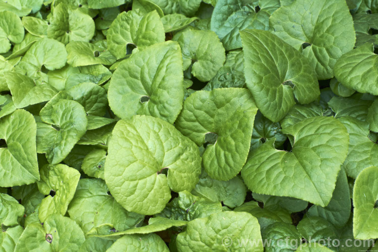 Wild Ginger (<i>Asarum caudatum</i>), an evergreen spring-flowering perennial native to the wetter forested regions of western North America, where it is found from British Columbia to California. The plant spreads by rhizomes to form a dense clump and its foliage has a strong ginger aroma when crushed. The small red-brown flowers are usually hidden under the foliage. asarum-3549htm'>Asarum. <a href='aristolochiaceae-plant-family-photoshtml'>Aristolochiaceae</a>.