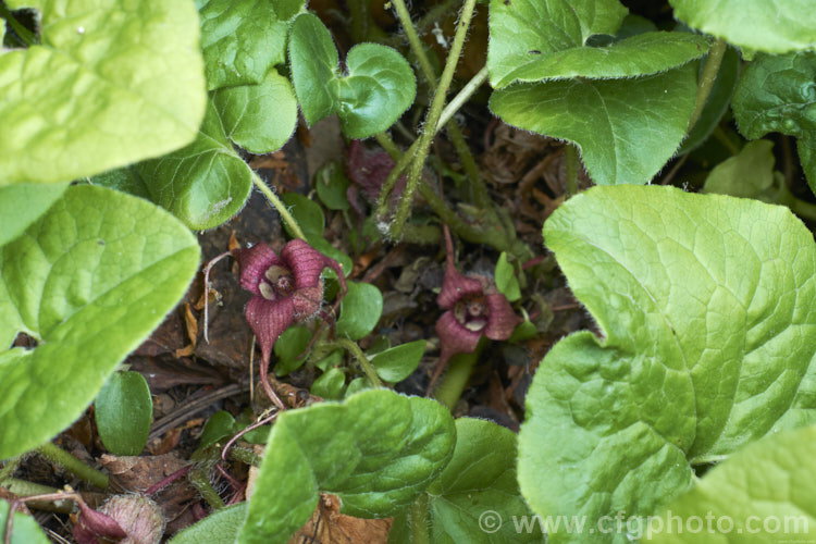 Wild Ginger (<i>Asarum caudatum</i>), an evergreen spring-flowering perennial native to the wetter forested regions of western North America, where it is found from British Columbia to California. The plant spreads by rhizomes to form a dense clump and its foliage has a strong ginger aroma when crushed. The small red-brown flowers are usually hidden under the foliage. asarum-3549htm'>Asarum. <a href='aristolochiaceae-plant-family-photoshtml'>Aristolochiaceae</a>.