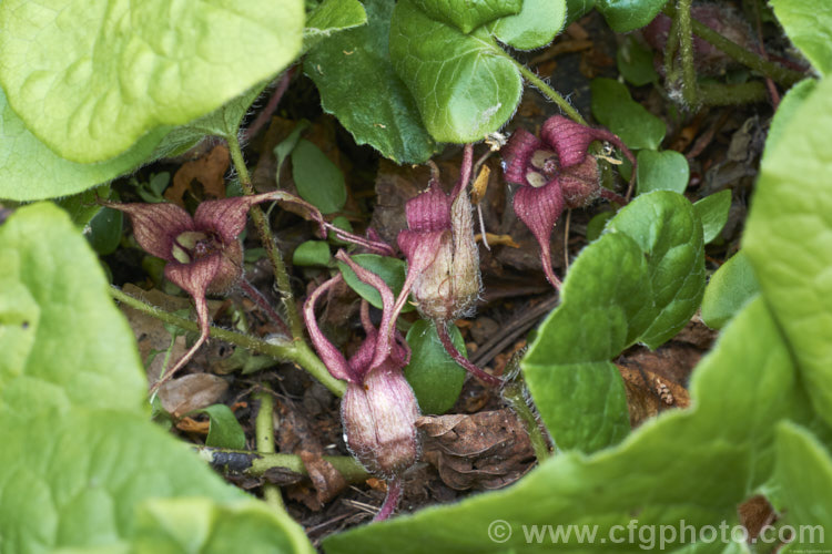 Wild Ginger (<i>Asarum caudatum</i>), an evergreen spring-flowering perennial native to the wetter forested regions of western North America, where it is found from British Columbia to California. The plant spreads by rhizomes to form a dense clump and its foliage has a strong ginger aroma when crushed. The small red-brown flowers are usually hidden under the foliage. asarum-3549htm'>Asarum. <a href='aristolochiaceae-plant-family-photoshtml'>Aristolochiaceae</a>.