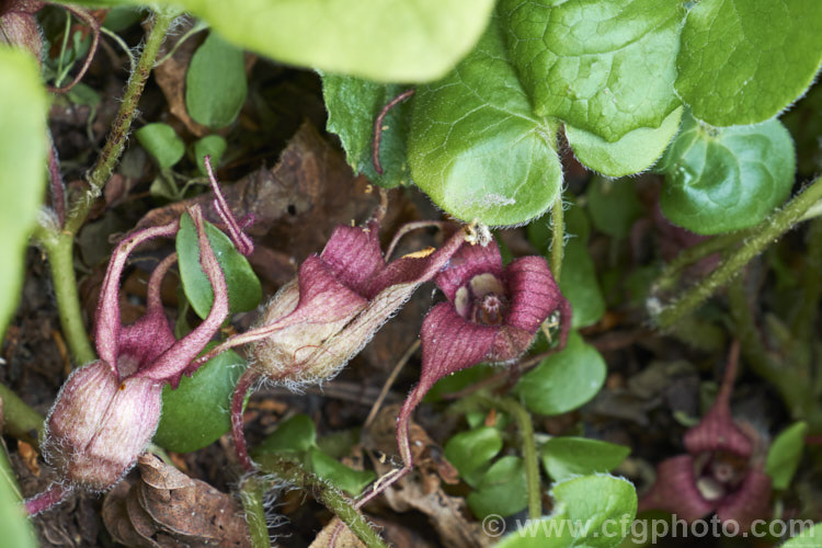 Wild Ginger (<i>Asarum caudatum</i>), an evergreen spring-flowering perennial native to the wetter forested regions of western North America, where it is found from British Columbia to California. The plant spreads by rhizomes to form a dense clump and its foliage has a strong ginger aroma when crushed. The small red-brown flowers are usually hidden under the foliage. asarum-3549htm'>Asarum. <a href='aristolochiaceae-plant-family-photoshtml'>Aristolochiaceae</a>.