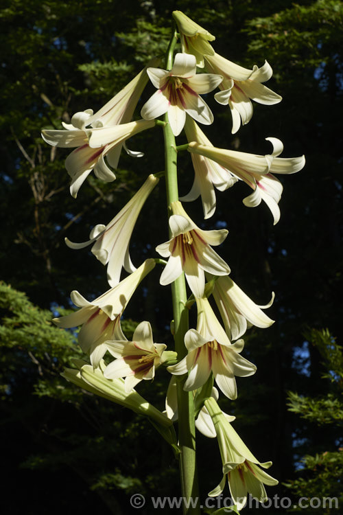 Giant Himalayan Lily (<i>Cardiocrinum giganteum</i>), an early summer-flowering Himalayan bulb that grows very quickly to over 3m high after disappearing completely over winter. The flowers are quite strongly scented, though because they are so high up the fragrance is not always noticeable. Order: Liliales, Family: Liliaceae