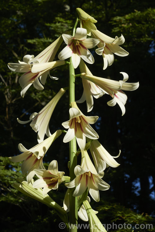 Giant Himalayan Lily (<i>Cardiocrinum giganteum</i>), an early summer-flowering Himalayan bulb that grows very quickly to over 3m high after disappearing completely over winter. The flowers are quite strongly scented, though because they are so high up the fragrance is not always noticeable. Order: Liliales, Family: Liliaceae