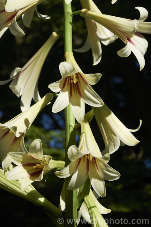 Giant Himalayan Lily (<i>Cardiocrinum giganteum</i>), an early summer-flowering Himalayan bulb that grows very quickly to over 3m high after disappearing completely over winter. The flowers are quite strongly scented, though because they are so high up the fragrance is not always noticeable. Order: Liliales, Family: Liliaceae