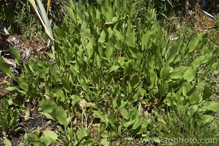 Water Plantain (<i>Alisma plantago-aquatica</i>), a marginal aquatic or semi-aquatic perennial found in the northern temperate zones and also eastern Australia. Naturalised in other areas, it is sometimes considered a local weed. Small lilac flower on tall heads open in summer. alisma-2252htm'>Alisma. <a href='alismaceae-plant-family-photoshtml'>Alismataceae</a>.