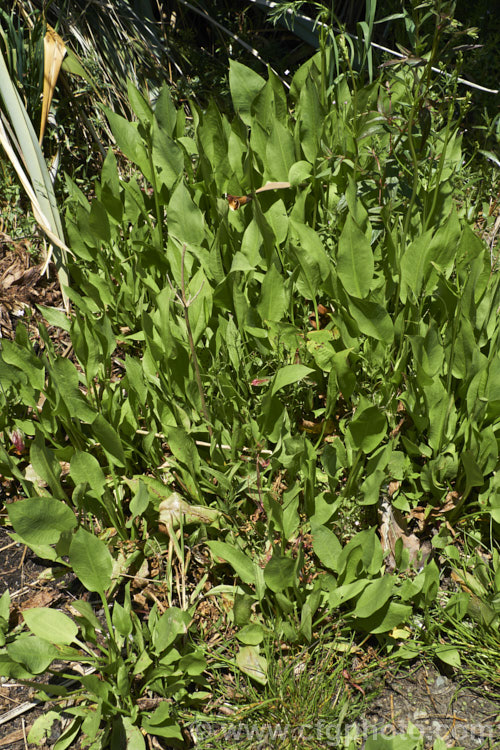 Water Plantain (<i>Alisma plantago-aquatica</i>), a marginal aquatic or semi-aquatic perennial found in the northern temperate zones and also eastern Australia. Naturalised in other areas, it is sometimes considered a local weed. Small lilac flower on tall heads open in summer. alisma-2252htm'>Alisma. <a href='alismaceae-plant-family-photoshtml'>Alismataceae</a>.