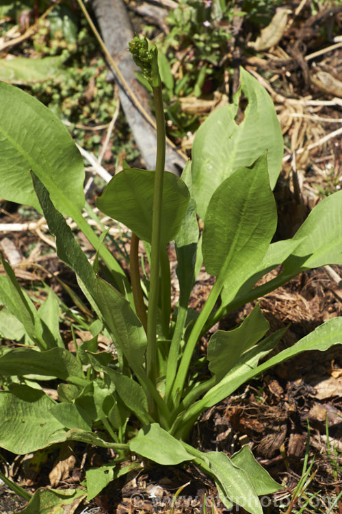 Water Plantain (<i>Alisma plantago-aquatica</i>), a marginal aquatic or semi-aquatic perennial found in the northern temperate zones and also eastern Australia. Naturalised in other areas, it is sometimes considered a local weed. Small lilac flower on tall heads open in summer. alisma-2252htm'>Alisma. <a href='alismaceae-plant-family-photoshtml'>Alismataceae</a>.