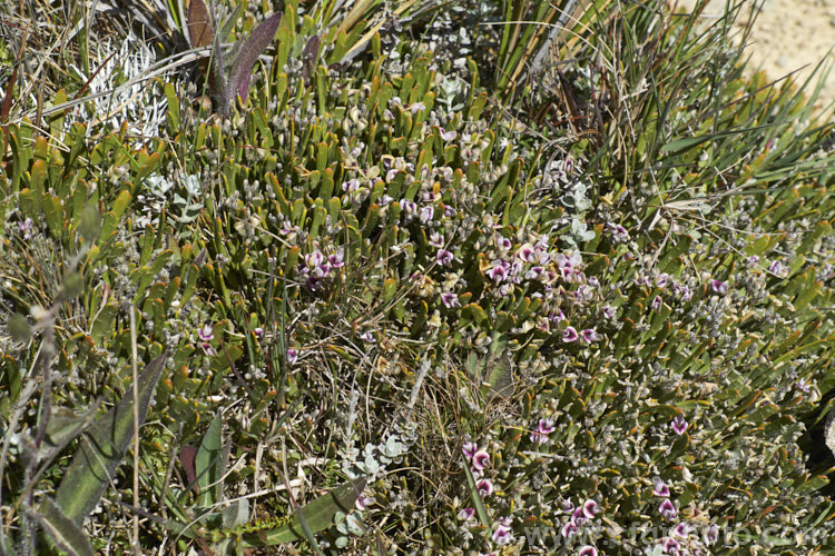 Stout Dwarf Broom (<i>Carmichaelia monroi</i>), an early summer-flowering, leafless shrub found in the mountains of the eastern South Island of New Zealand from southern Marlborough to South Canterbury. It grows on scree and unstable rocky slopes at elevations up to around 1500m elevation. It forms a dense mound around 15-25cm high x 40-100cm wide. Carmichaelia astonii and Carmichaelia vexillata are similar species. Order: Fabales, Family: Fabaceae