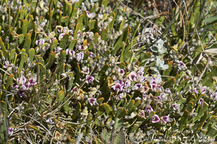 Stout Dwarf Broom (<i>Carmichaelia monroi</i>), an early summer-flowering, leafless shrub found in the mountains of the eastern South Island of New Zealand from southern Marlborough to South Canterbury. It grows on scree and unstable rocky slopes at elevations up to around 1500m elevation. It forms a dense mound around 15-25cm high x 40-100cm wide. Carmichaelia astonii and Carmichaelia vexillata are similar species. Order: Fabales, Family: Fabaceae