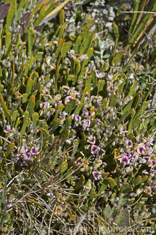 Stout Dwarf Broom (<i>Carmichaelia monroi</i>), an early summer-flowering, leafless shrub found in the mountains of the eastern South Island of New Zealand from southern Marlborough to South Canterbury. It grows on scree and unstable rocky slopes at elevations up to around 1500m elevation. It forms a dense mound around 15-25cm high x 40-100cm wide. Carmichaelia astonii and Carmichaelia vexillata are similar species. Order: Fabales, Family: Fabaceae