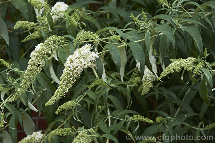 Buddleja davidii 'White Profusion', one of the many cultivars of the butterfly bush, a 3-4m tall deciduous summer-flowering shrub native to China and Japan. buddleja-2053htm'>Buddleja. <a href='scrophulariaceae-plant-family-photoshtml'>Scrophulariaceae</a>.