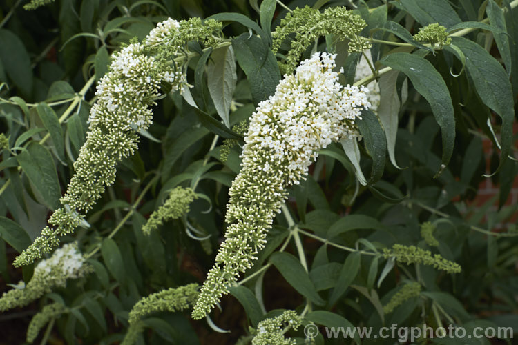 Buddleja davidii 'White Profusion', one of the many cultivars of the butterfly bush, a 3-4m tall deciduous summer-flowering shrub native to China and Japan. buddleja-2053htm'>Buddleja. <a href='scrophulariaceae-plant-family-photoshtml'>Scrophulariaceae</a>.