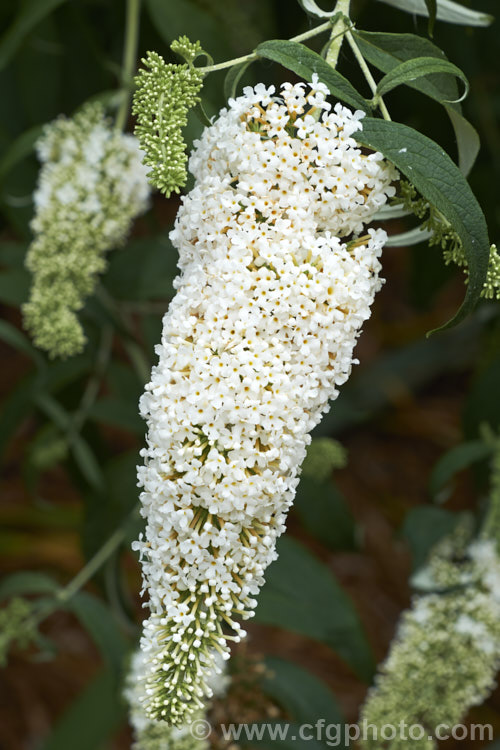 Buddleja davidii 'White Profusion', one of the many cultivars of the butterfly bush, a 3-4m tall deciduous summer-flowering shrub native to China and Japan. buddleja-2053htm'>Buddleja. <a href='scrophulariaceae-plant-family-photoshtml'>Scrophulariaceae</a>.