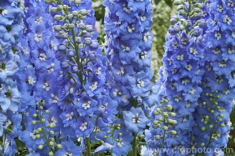Delphinium 'Summer. Skies', a Pacific. Giant hybrid that grows to around 18m tall Often short-lived, these tall Californian hybrids make a spectacular show in a mild climate. delphinium-2123htm'>Delphinium.
