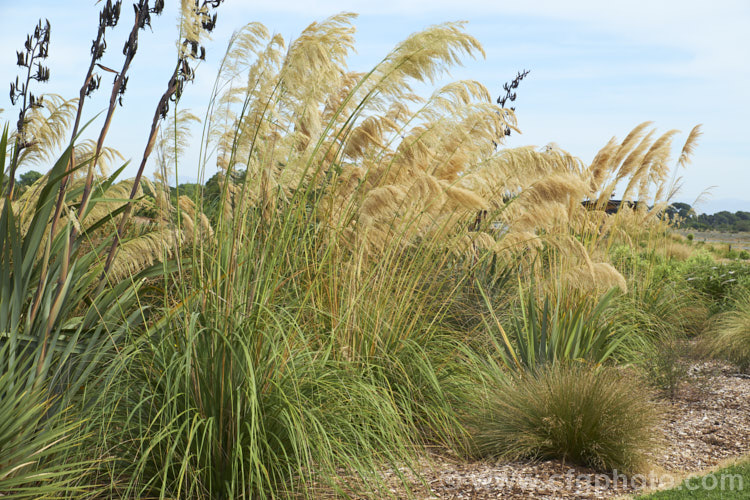 Toe. Toe (<i>Austroderia richardii [syn. Cortaderia richardii]), a 2-3m tall grass native to New Zealand It is superficially similar to the South American pampas grass (<i>Cortaderia selloana</i>) but has narrower leaves and less densely packed flower plumes. austroderia-3545htm'>Austroderia. .