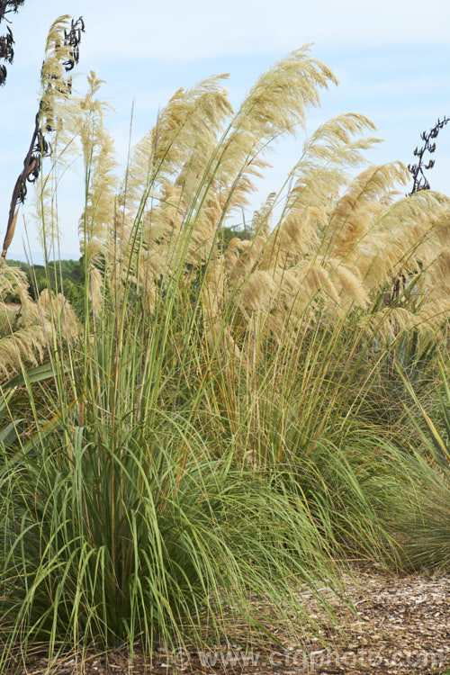 Toe. Toe (<i>Austroderia richardii [syn. Cortaderia richardii]), a 2-3m tall grass native to New Zealand It is superficially similar to the South American pampas grass (<i>Cortaderia selloana</i>) but has narrower leaves and less densely packed flower plumes. austroderia-3545htm'>Austroderia. .