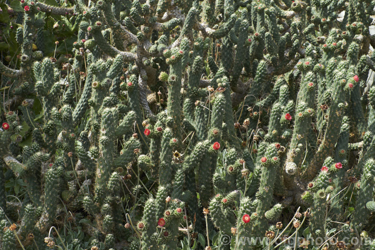 Cane. Cactus or Coral. Cactus (<i>Austrocylindropuntia cylindrica [syns. Cactus cylindricus, Opuntia cylindrica, Cylindropuntia cylindrica]), a clustering cactus with narrow upright, branching stems that have a distinctive segmented pattern. The flowers are borne at the tips of small side branches. It is native to the drier regions of western South America, principally in Ecuador. It is considered a weed in some parts of Australia. austrocylindropuntia-3550htm'>Austrocylindropuntia. Order: Caryophyllales, Family: Cactaceae