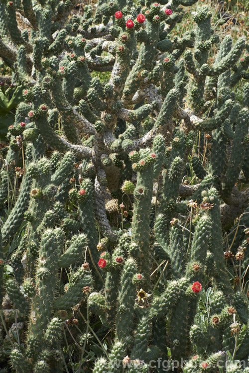 Cane. Cactus or Coral. Cactus (<i>Austrocylindropuntia cylindrica [syns. Cactus cylindricus, Opuntia cylindrica, Cylindropuntia cylindrica]), a clustering cactus with narrow upright, branching stems that have a distinctive segmented pattern. The flowers are borne at the tips of small side branches. It is native to the drier regions of western South America, principally in Ecuador. It is considered a weed in some parts of Australia. austrocylindropuntia-3550htm'>Austrocylindropuntia. Order: Caryophyllales, Family: Cactaceae