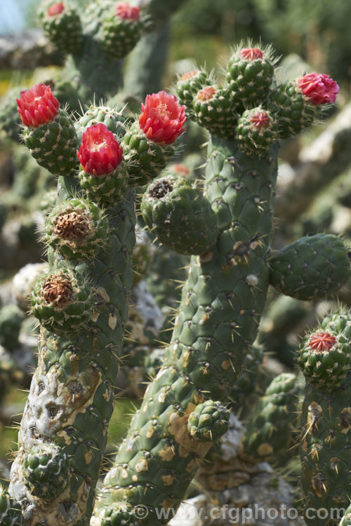 Cane. Cactus or Coral. Cactus (<i>Austrocylindropuntia cylindrica [syns. Cactus cylindricus, Opuntia cylindrica, Cylindropuntia cylindrica]), a clustering cactus with narrow upright, branching stems that have a distinctive segmented pattern. The flowers are borne at the tips of small side branches. It is native to the drier regions of western South America, principally in Ecuador. It is considered a weed in some parts of Australia. austrocylindropuntia-3550htm'>Austrocylindropuntia. Order: Caryophyllales, Family: Cactaceae