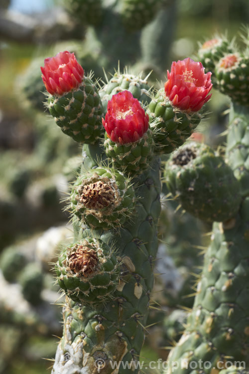 Cane. Cactus or Coral. Cactus (<i>Austrocylindropuntia cylindrica [syns. Cactus cylindricus, Opuntia cylindrica, Cylindropuntia cylindrica]), a clustering cactus with narrow upright, branching stems that have a distinctive segmented pattern. The flowers are borne at the tips of small side branches. It is native to the drier regions of western South America, principally in Ecuador. It is considered a weed in some parts of Australia. austrocylindropuntia-3550htm'>Austrocylindropuntia. Order: Caryophyllales, Family: Cactaceae