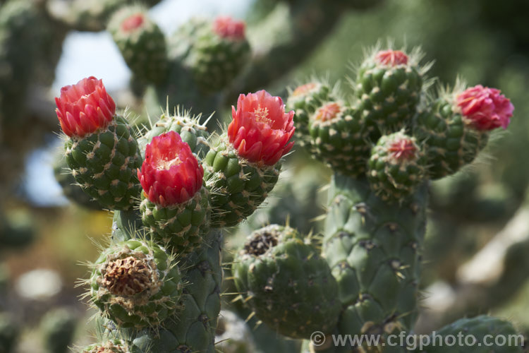 Cane. Cactus or Coral. Cactus (<i>Austrocylindropuntia cylindrica [syns. Cactus cylindricus, Opuntia cylindrica, Cylindropuntia cylindrica]), a clustering cactus with narrow upright, branching stems that have a distinctive segmented pattern. The flowers are borne at the tips of small side branches. It is native to the drier regions of western South America, principally in Ecuador. It is considered a weed in some parts of Australia. austrocylindropuntia-3550htm'>Austrocylindropuntia. Order: Caryophyllales, Family: Cactaceae