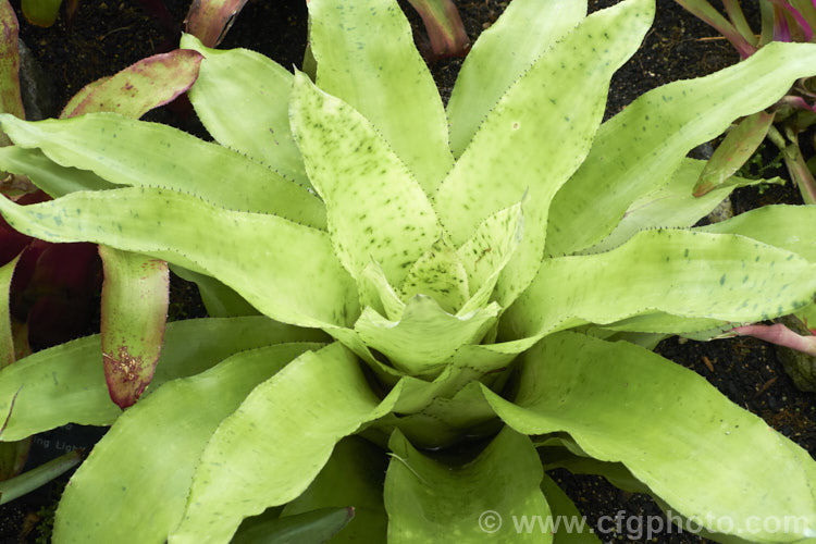 <i>Aechmea pectinata</i>, a bromeliad native to the high rainforests or cloud forests of southeastern Brazil. When in flower, its foliage develops an intensely vivid pink flushing. Order: Poales, Family: Bromeliaceae