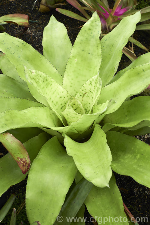 <i>Aechmea pectinata</i>, a bromeliad native to the high rainforests or cloud forests of southeastern Brazil. When in flower, its foliage develops an intensely vivid pink flushing. Order: Poales, Family: Bromeliaceae