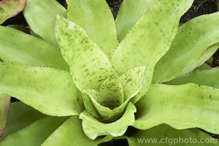 <i>Aechmea pectinata</i>, a bromeliad native to the high rainforests or cloud forests of southeastern Brazil. When in flower, its foliage develops an intensely vivid pink flushing. Order: Poales, Family: Bromeliaceae