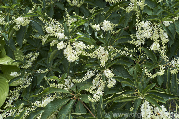 Japanese Clethra (<i>Clethra barbinervis</i>), a deciduous summer-flowering shrub or small tree up to 8m tall It is native to Japan and nearby parts of eastern China. clethra-2662htm'>Clethra. <a href='clethraceae-plant-family-photoshtml'>Clethraceae</a>.