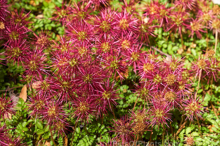 Red Bidi Bidi (<i>Acaena novae-zelandiae</i>), a spreading groundcover member of the rose family that is found throughout New Zealand from lowland to subalpine areas and which produces showy red, spiky, burr-like seed heads. Order: Rosales, Family: Rosaceae