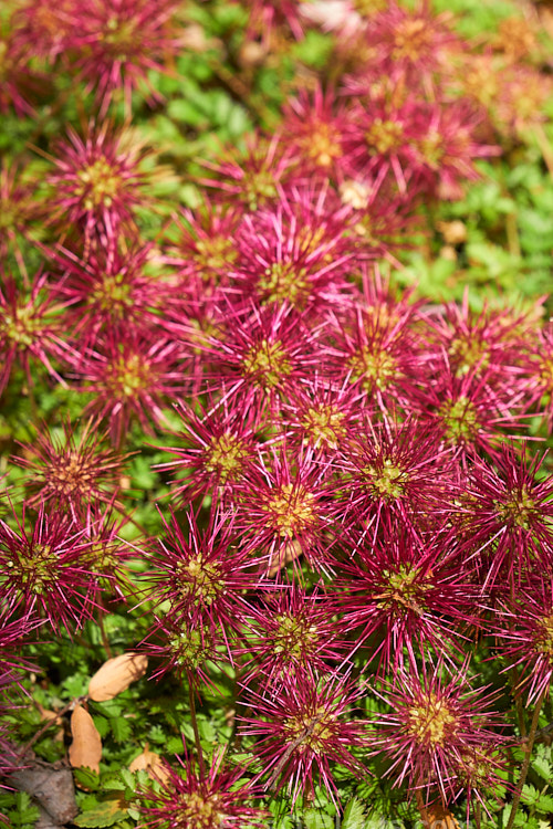 Red Bidi Bidi (<i>Acaena novae-zelandiae</i>), a spreading groundcover member of the rose family that is found throughout New Zealand from lowland to subalpine areas and which produces showy red, spiky, burr-like seed heads. Order: Rosales, Family: Rosaceae