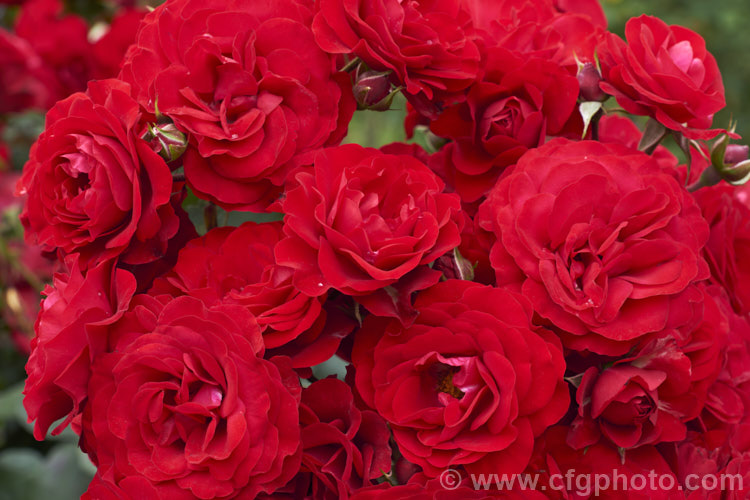 Rosa 'Europeana' ('Ruth Leuwerik' x 'Rosemary. Rose'), a mildly fragrant. Cluster-flowered (<i>Floribunda</i>) bush rose raised by de Ruiter of the Netherlands in 1963. Order: Rosales, Family: Rosaceae