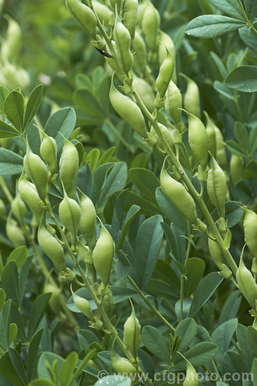 The near-mature seedpods of Blue False Indigo (<i>Baptisia australis var. minor [syn. Baptisia minor]), a 15m tall, late spring- to summer-flowering perennial from the eastern United States. baptisia-2594htm'>Baptisia.