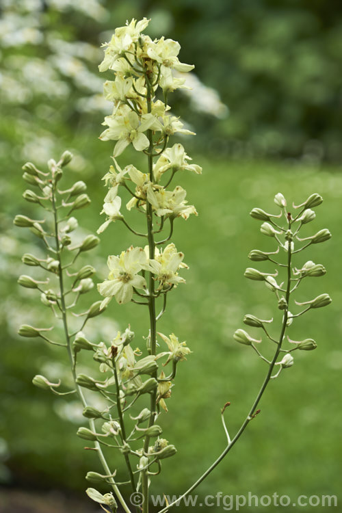 Delphinium semibarbatum (syn. Delphinium zalil</i>), an unusual, small, primrose yellow-flowered delphinium native to the foothills and subalpine zone of the mountains of Afghanistan, Iran and nearby areas. It grows to around 80cm tall in flower and has finely divided foliage. delphinium-2123htm'>Delphinium.