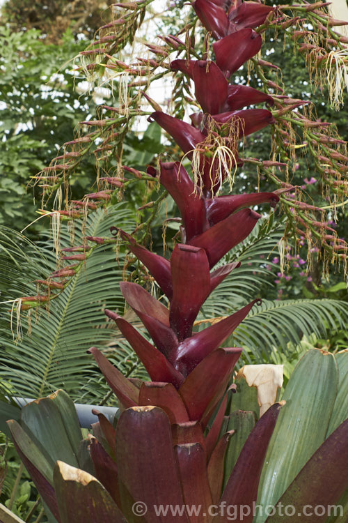 Alcantarea imperialis 'Rubra' (syn. Vriesea imperialis 'Rubra'), a strongly purple-red-tinted cultivar of an impressively large bromeliad native to Brazil. The leaves can grow to over 12m long and it can take many years before the plant produces its impressive 2-3m tall inflorescence, after which the plant dies. alcantarea-3552htm'>Alcantarea.