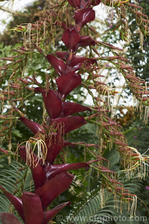 Alcantarea imperialis 'Rubra' (syn. Vriesea imperialis 'Rubra'), a strongly purple-red-tinted cultivar of an impressively large bromeliad native to Brazil. The leaves can grow to over 12m long and it can take many years before the plant produces its impressive 2-3m tall inflorescence, after which the plant dies. alcantarea-3552htm'>Alcantarea.