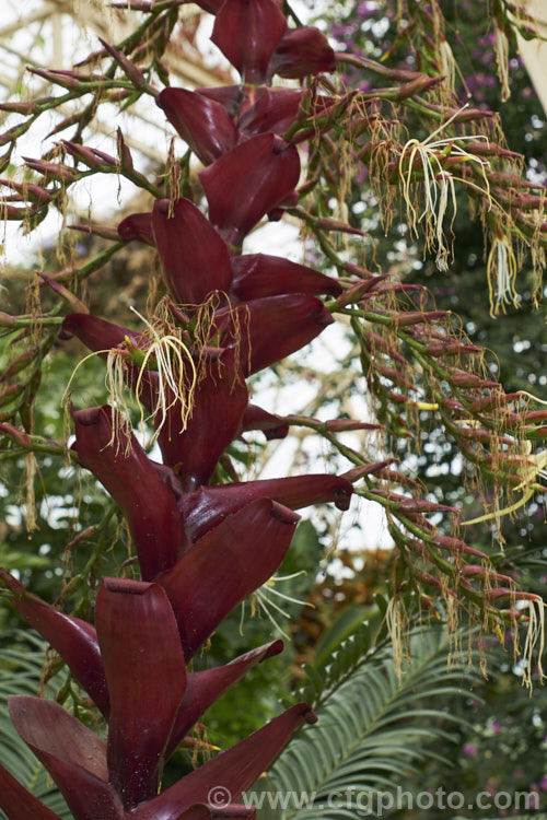 Alcantarea imperialis 'Rubra' (syn. Vriesea imperialis 'Rubra'), a strongly purple-red-tinted cultivar of an impressively large bromeliad native to Brazil. The leaves can grow to over 12m long and it can take many years before the plant produces its impressive 2-3m tall inflorescence, after which the plant dies. alcantarea-3552htm'>Alcantarea.