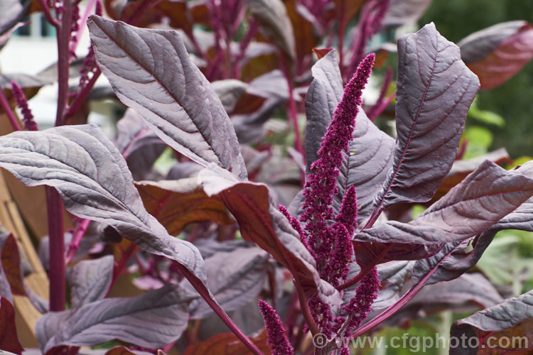 Amaranthus tricolor 'Mekong Red', a Vietnamese cultivar of an annual amaranth native to tropical Asia. In addition to being grown as an ornamental because of its widely variable coloured foliage, selected forms of Amaranthus tricolor are grown as leaf vegetables and 'Mekong Red' is one of these. It can grow to 15m tall Order: Caryophyllales, Family: Amaranthaceae