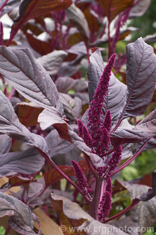 Amaranthus tricolor 'Mekong Red', a Vietnamese cultivar of an annual amaranth native to tropical Asia. In addition to being grown as an ornamental because of its widely variable coloured foliage, selected forms of Amaranthus tricolor are grown as leaf vegetables and 'Mekong Red' is one of these. It can grow to 15m tall Order: Caryophyllales, Family: Amaranthaceae