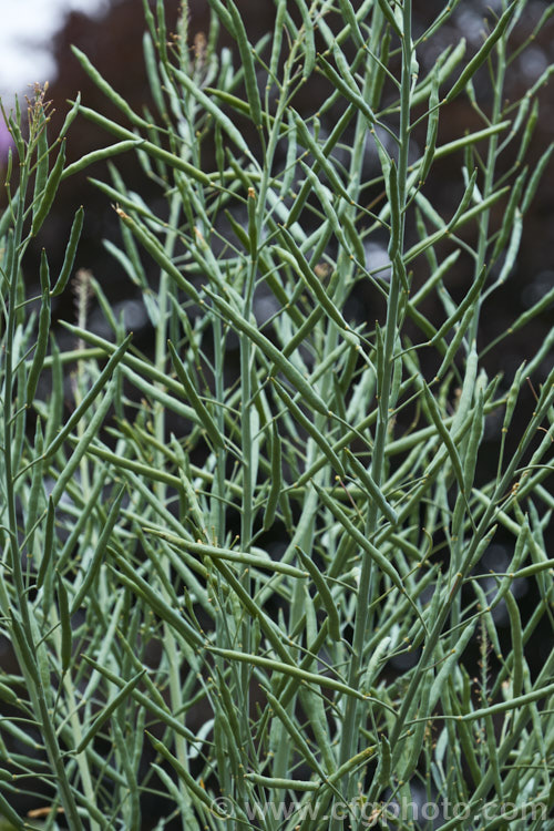 Brassica oleracea - Capitata Group, the typical form of round-headed spring cabbage that matures quickly after planting in late winter