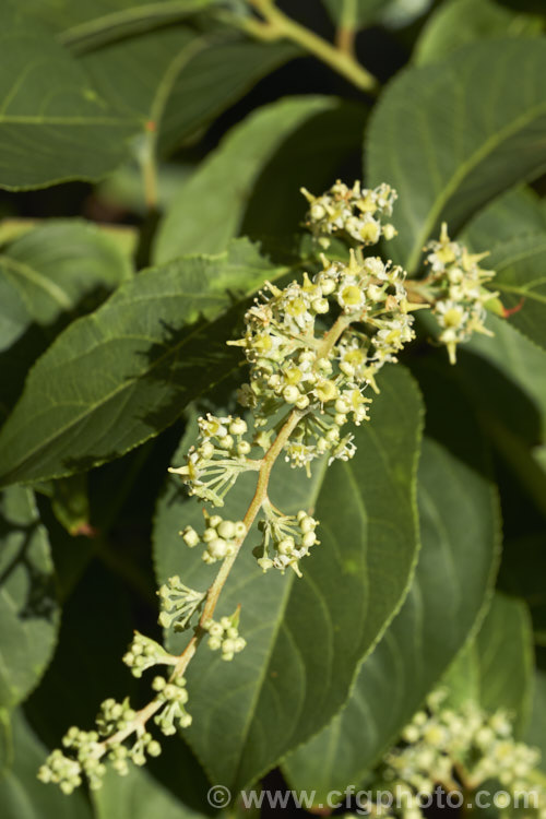 Wilford's Threewingnut or Thunder. God. Vine (<i>Tripterygium wilfordii</i>), a vigorous, scrambling, deciduous vine. It is native to Taiwan, nearby parts of southern China and the highlands of northern Burma. The panicles of tiny cream flowers open in midsummer and are followed by small, green, three-winged seed capsules that redden when mature. Extracts of this plant are being tested for a variety of medicinal uses. tripterygium-3370htm'>Tripterygium. <a href='celastraceae-plant-family-photoshtml'>Celastraceae</a>.