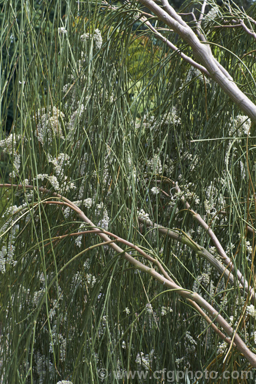 Weeping Broom (<i>Carmichaelia stevensonii [syn. <i>Chordospartium stevensonii</i>]) with developing seedpods. This near-leafless summer-flowering shrub occurs naturally in the Marlborough region of the South Island of New Zealand It has an attractive weeping growth habit and can reach 6m tall but is usually considerably smaller. Order: Fabales, Family: Fabaceae