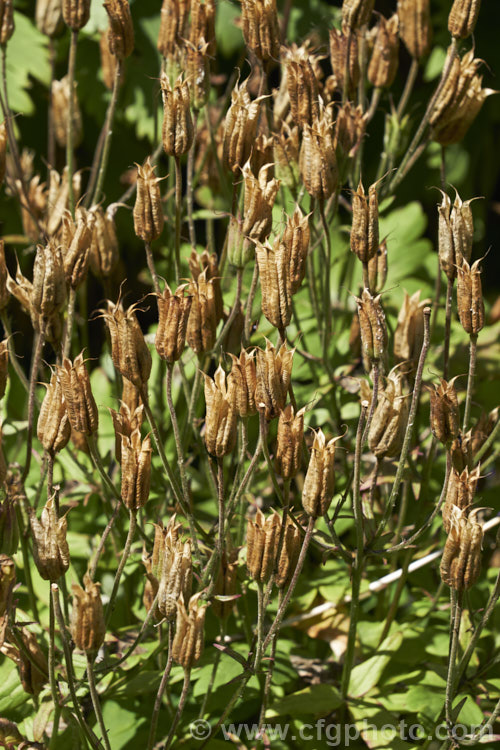 The ripe seed capsules of Granny's Bonnet or European Columbine (<i>Aquilegia vulgaris</i>), a spring- to early summer-flowering perennial native to Europe. It grows to around 90cm tall and is the parent of many garden cultivars and hybrids. It self-sows freely and can become rather invasive. Order: Ranunculales, Family: Ranunculaceae