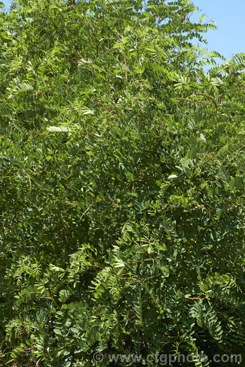 Summer foliage and developing fruits (seedpods</i>) of False Indigo or Bastard Indigo (<i>Amorpha fruticosa</i>), a summer-flowering North American deciduous shrub to 4m tall Its narrow, deep purple flower spikes are very distinctive. Order: Fabales, Family: Fabaceae