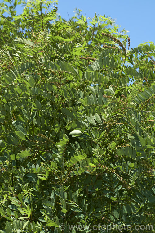 Summer foliage and developing fruits (seedpods</i>) of False Indigo or Bastard Indigo (<i>Amorpha fruticosa</i>), a summer-flowering North American deciduous shrub to 4m tall Its narrow, deep purple flower spikes are very distinctive. Order: Fabales, Family: Fabaceae